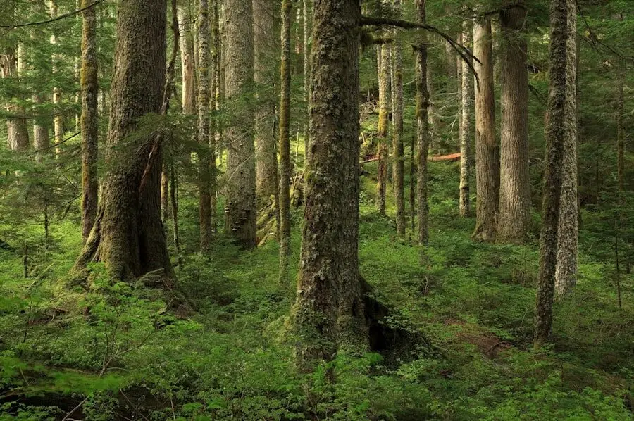 Photo Forest owners handbook