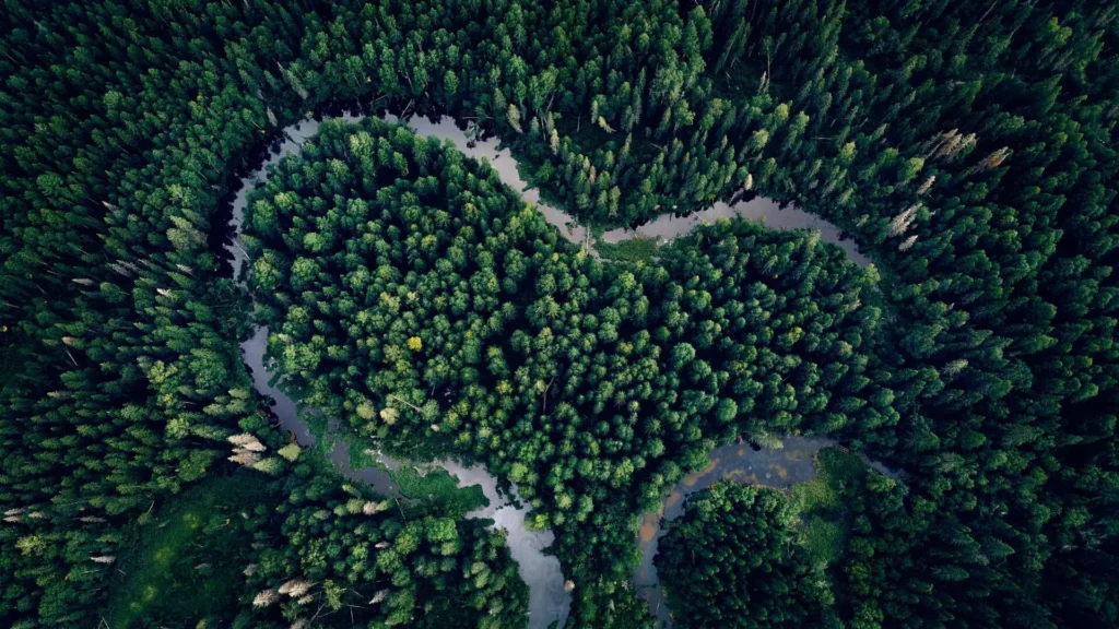 An aerial shot of a forest with a river