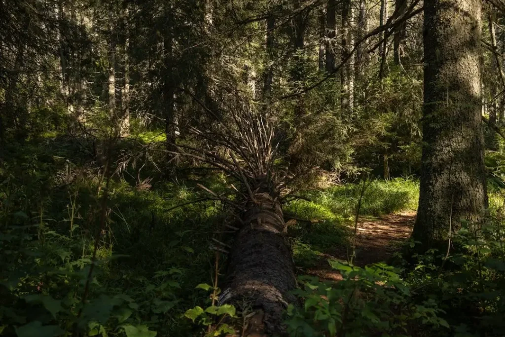 Photo meža zemes un kokmateriālu cenu