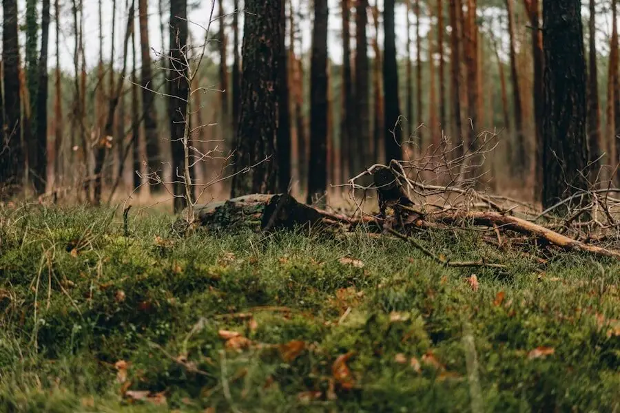 Photo meža zemes un kokmateriālu cenu